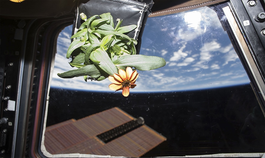 La primera flor de la estación espacial