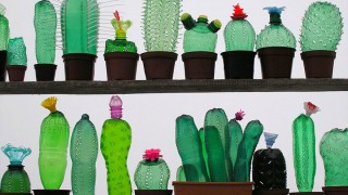 cactus con botellas de plastico